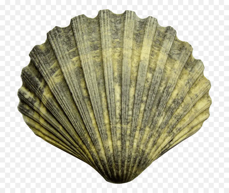 Seashell，Mar PNG