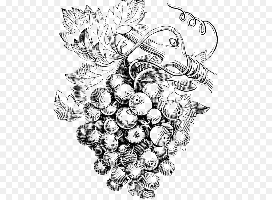 Uvas Desenho，Fruta PNG