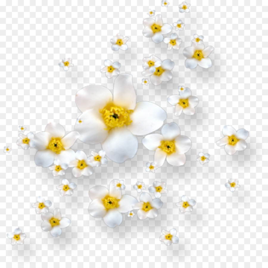 Flores Brancas，Florescer PNG