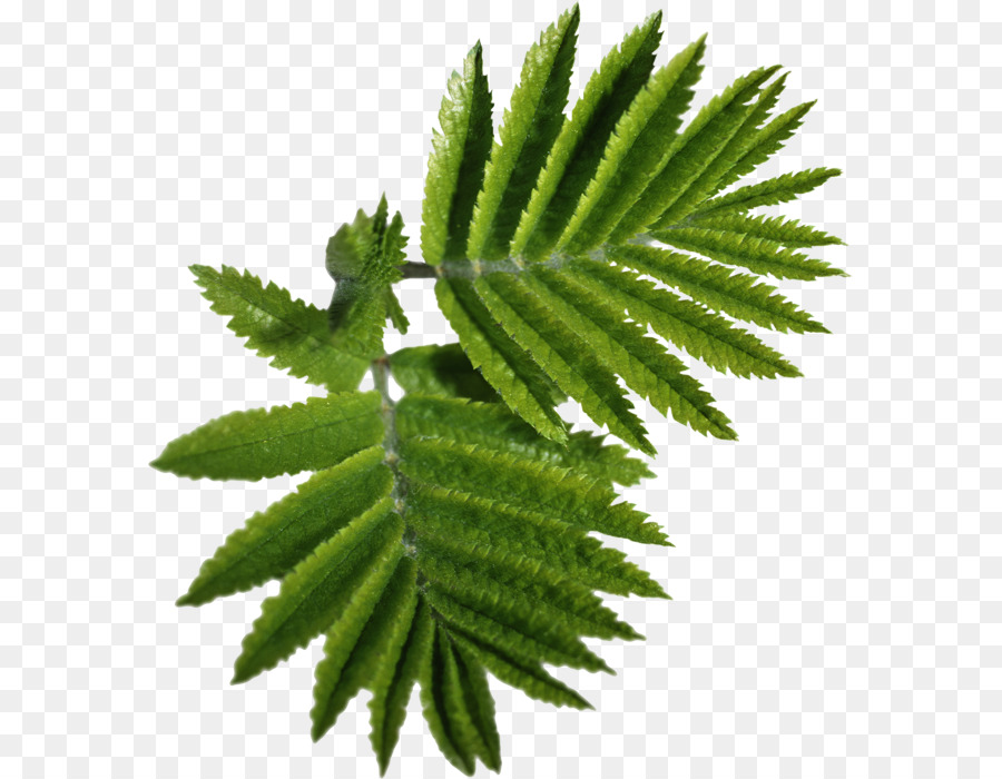 Folha Verde，Natureza PNG