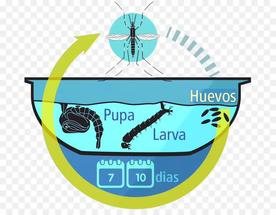 Ciclo De Vida Do Mosquito，Ovos PNG