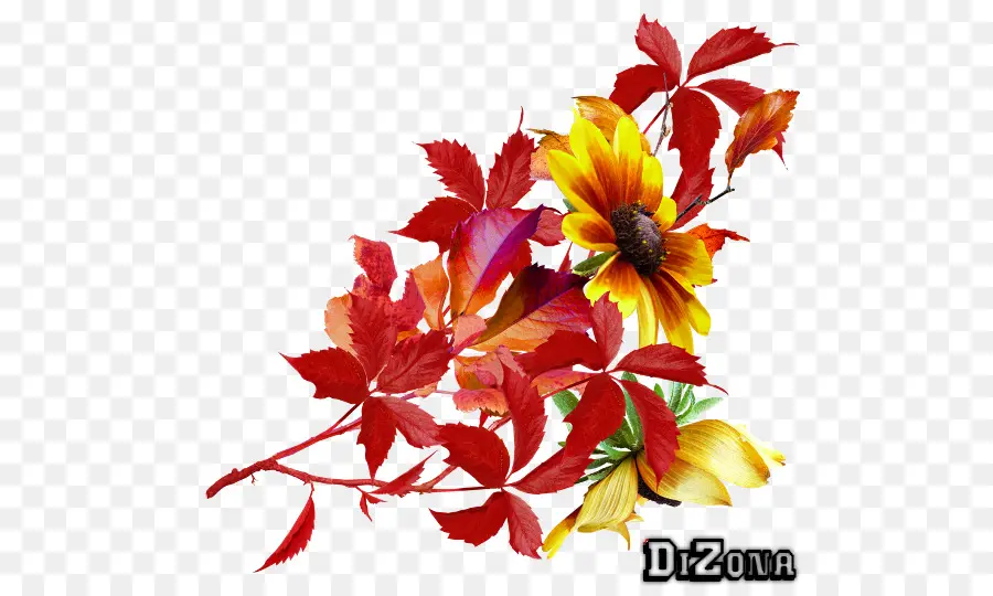 Design Floral，Flor PNG