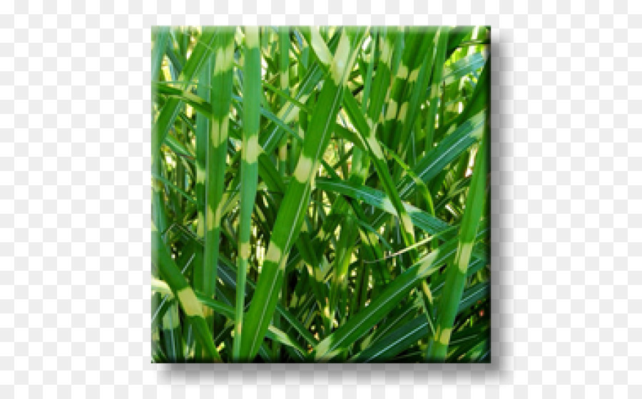 Sweet Grass，Mercadoria PNG
