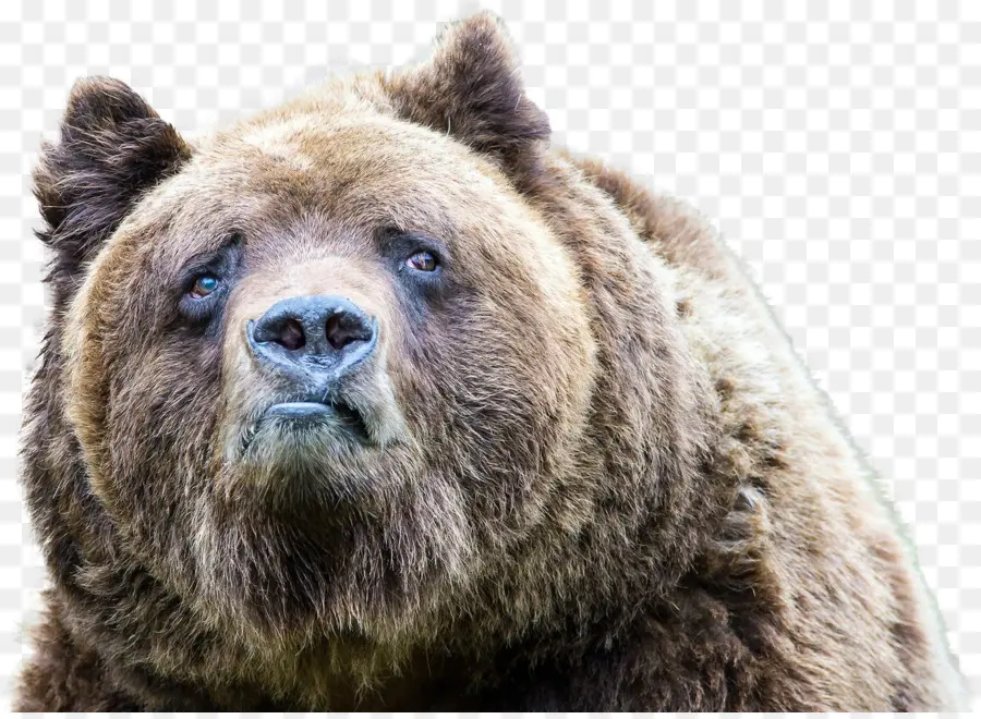 Urso，Animais Selvagens PNG