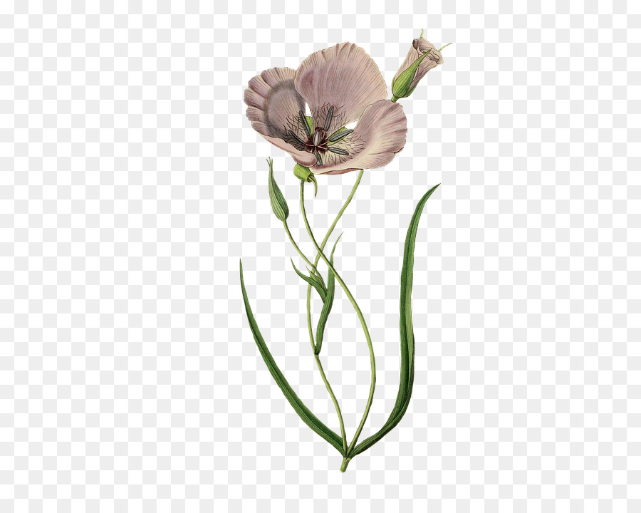 Flor，Tronco PNG