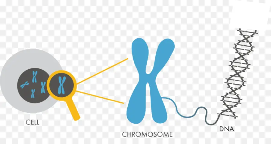 Cromossomo E Dna，Gene PNG