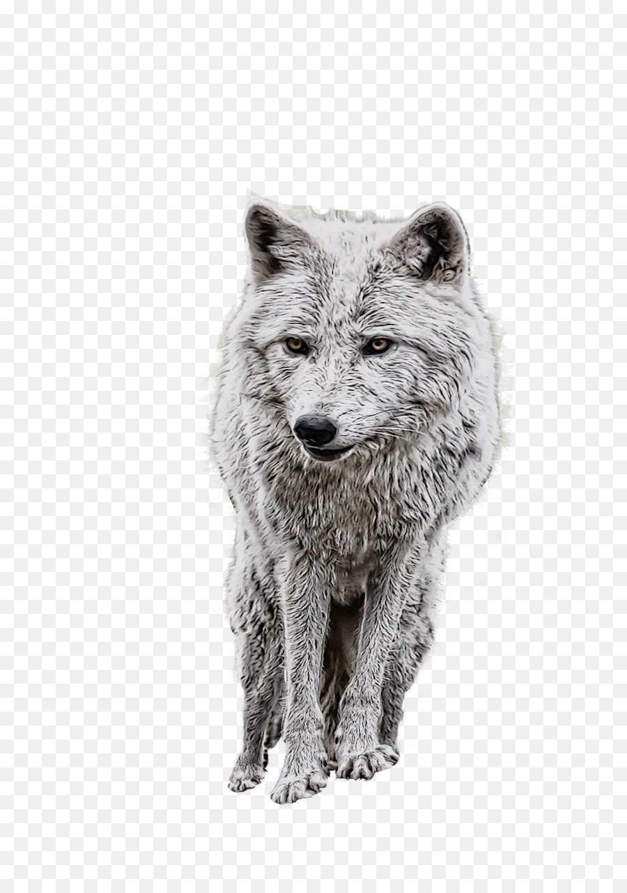 Tundra Lobo，Coyote PNG