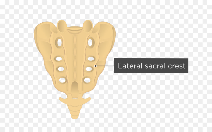 Crista Sacral Lateral，Sacro PNG