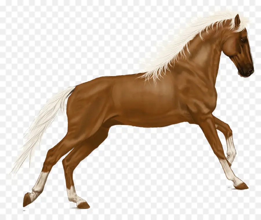 Cavalo，De Pônei PNG