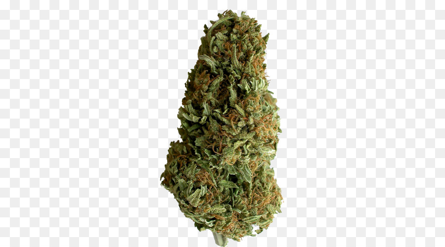 Cannabis，Anatomia PNG