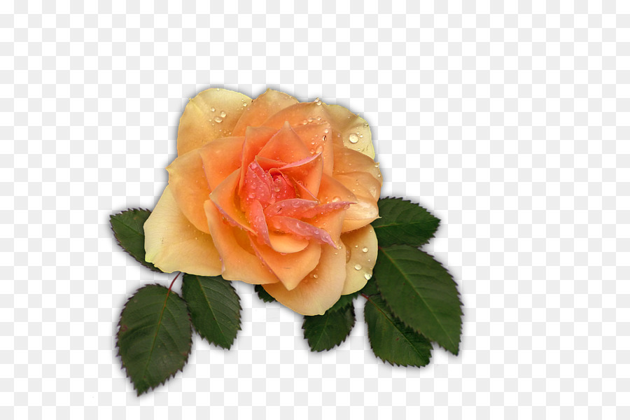 Flores Brancas，Florescer PNG