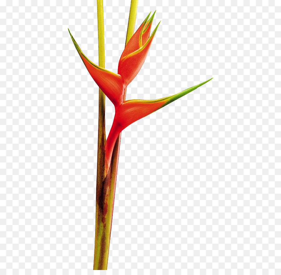 Flor De Helicônia，Tropical PNG