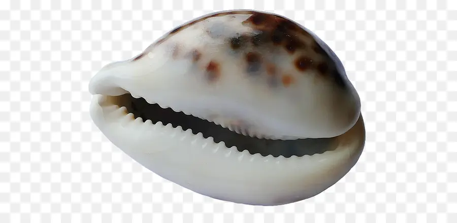 Berbigão，Seashell PNG