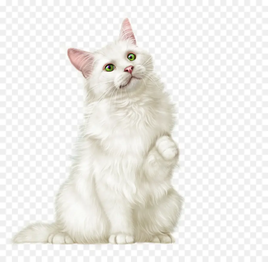 Bigodes，Maine Coon PNG