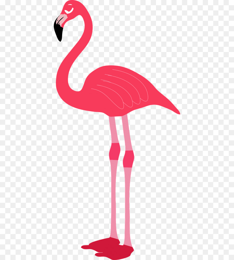 Flamingo，Pássaro PNG