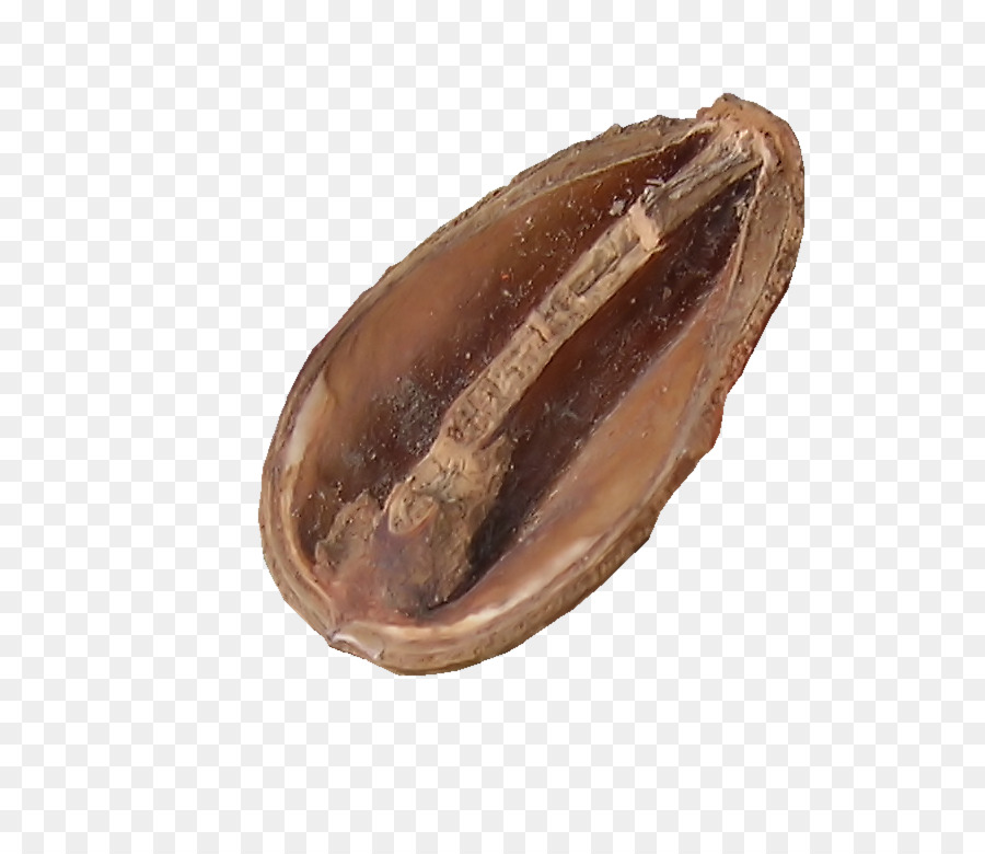 Clam，Ostras PNG