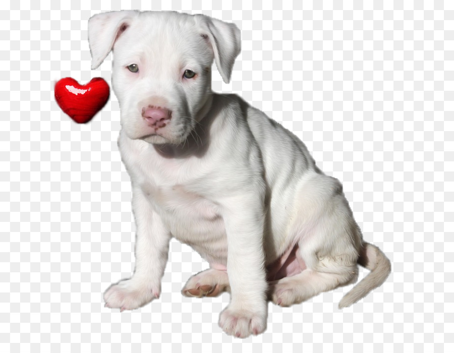 American Pit Bull Terrier，American Staffordshire Terrier PNG