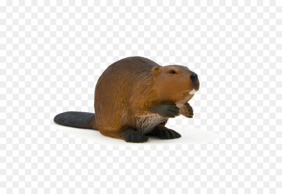 Rat，Castor PNG