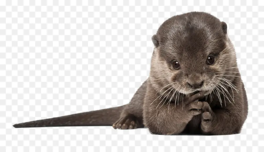 Otter，Lontra Do Mar PNG