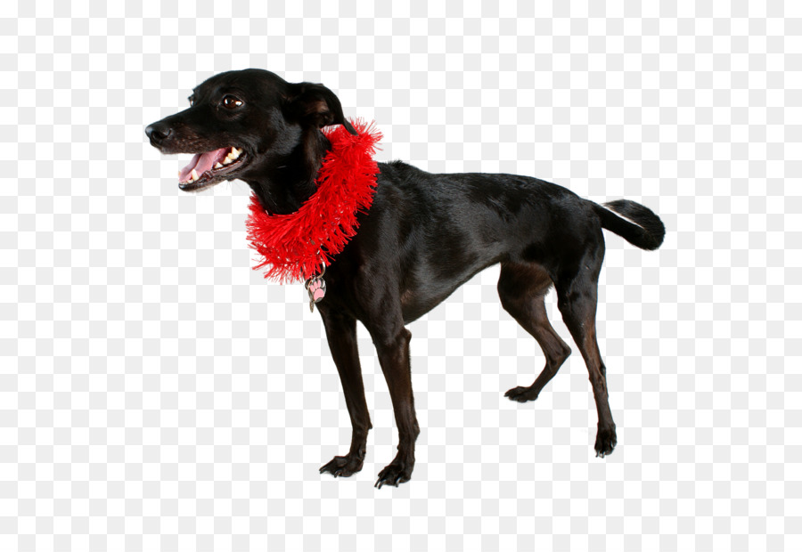 Cachorro，Preto PNG