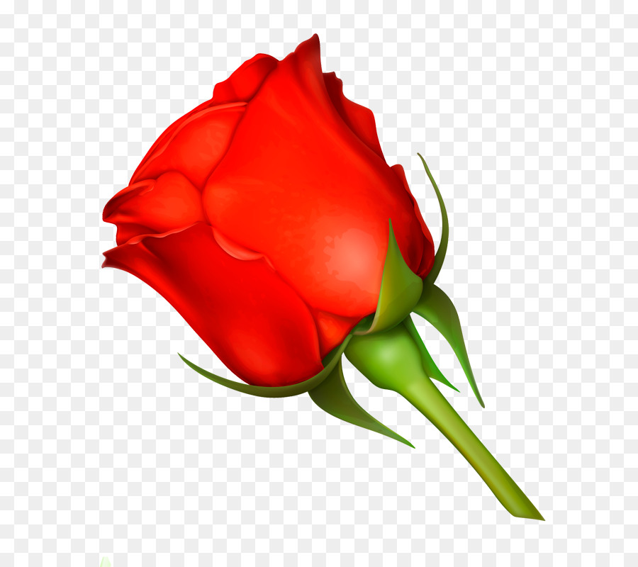 Rosa，Vermelho PNG