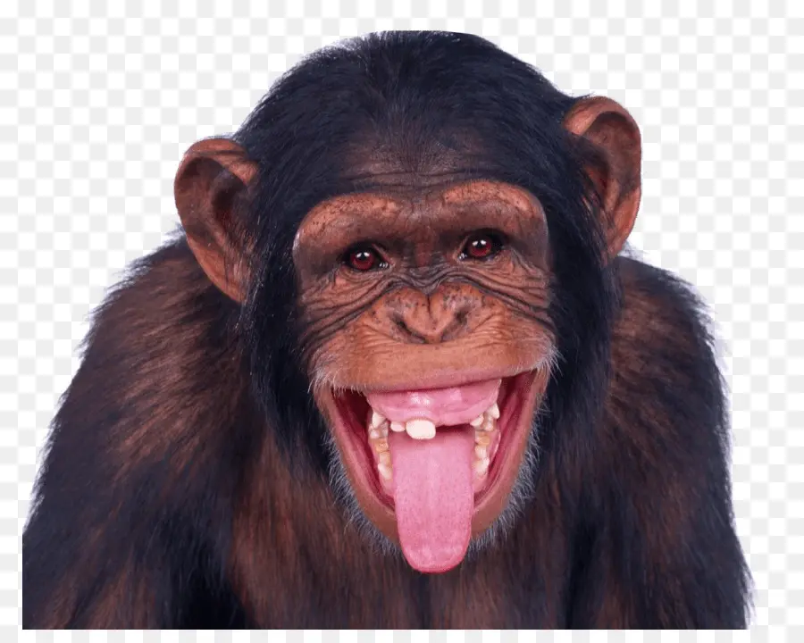 Macaco，Papel De Parede Da área De Trabalho PNG