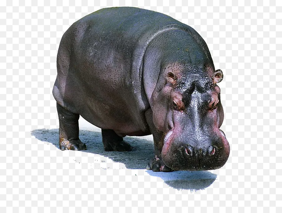 Hipopótamo，Cetacea PNG