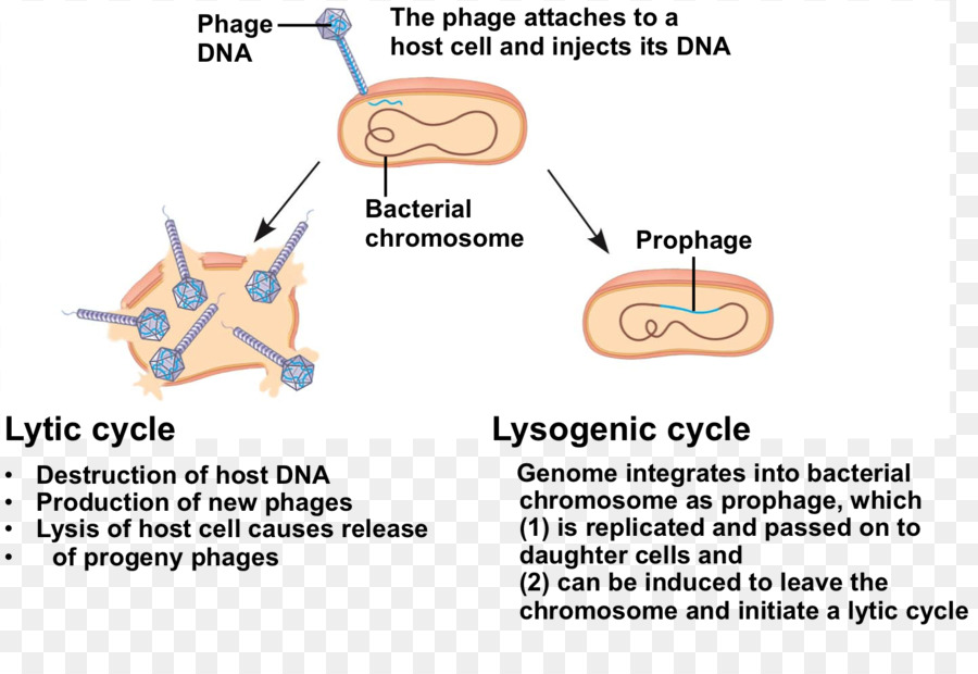 Ciclo Lítico，Lysogenic Ciclo PNG