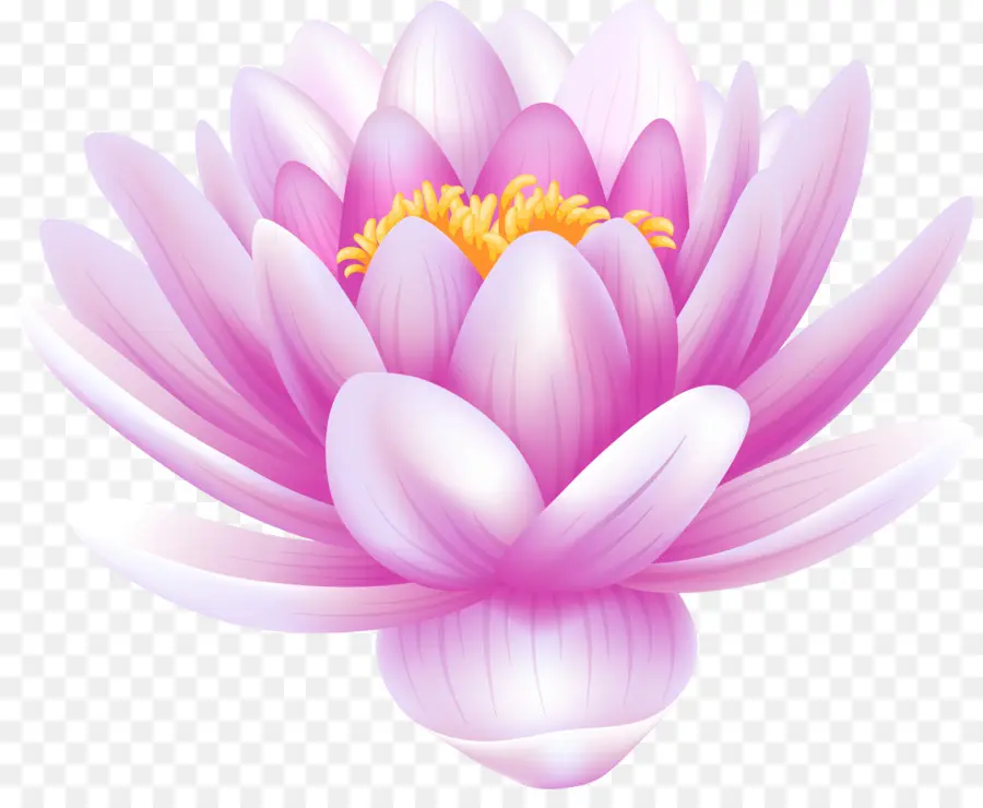 Lótus Sagrado，Branco Waterlily PNG