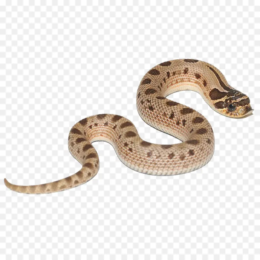 Jibóia，Hognose Cobra PNG