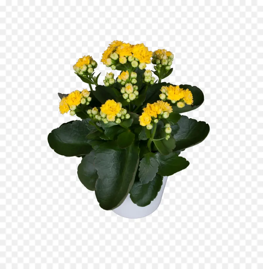 Flores Amarelas，Pote PNG