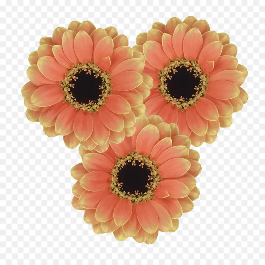 Transvaal Daisy，Assis PNG