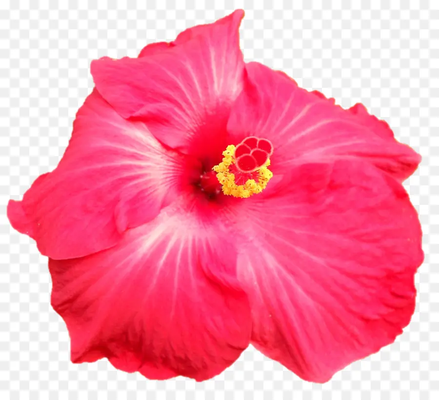 Hibisco Rosa，Pétalas PNG