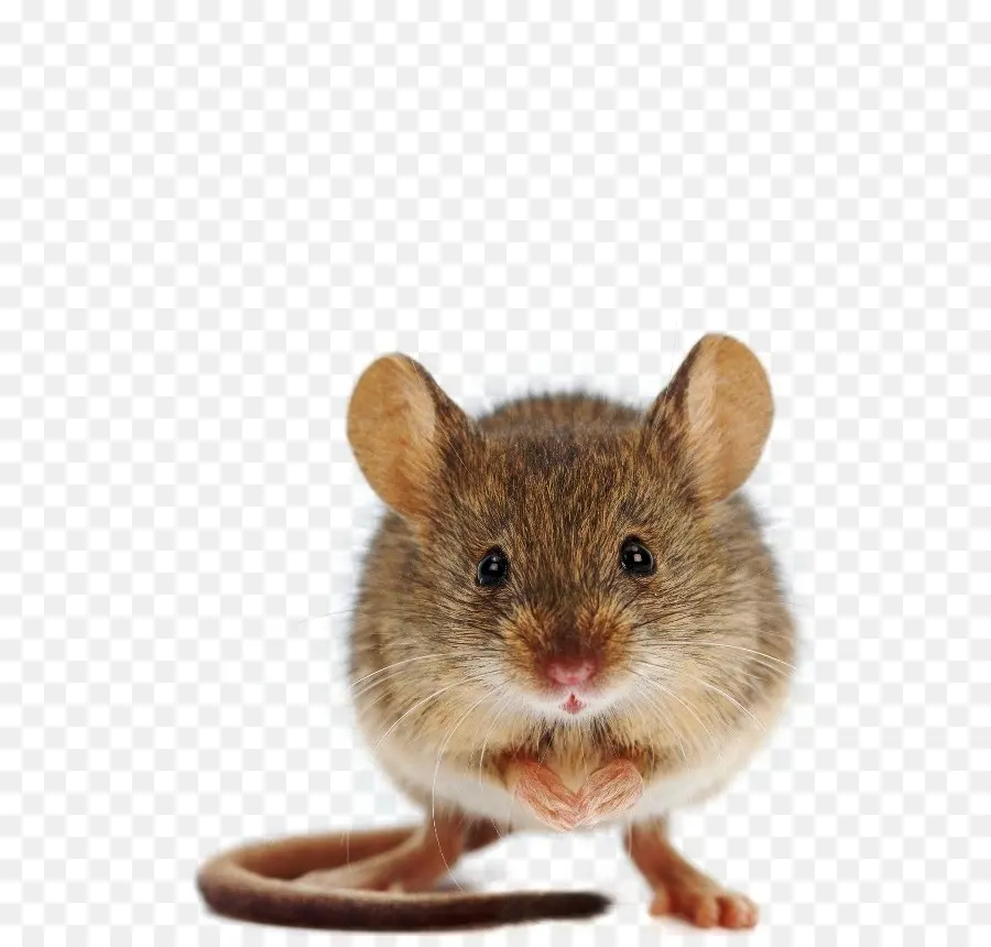 Mouse，Hamster PNG