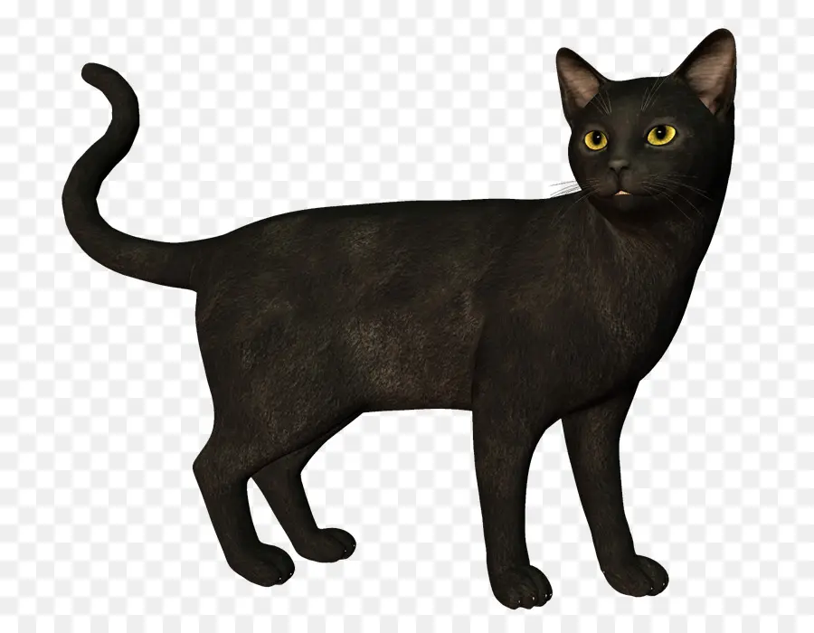 Gato Preto，Gato PNG