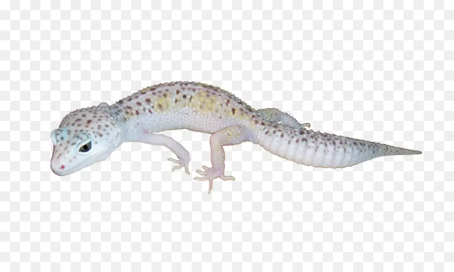 Lagartixa，Lagarto PNG