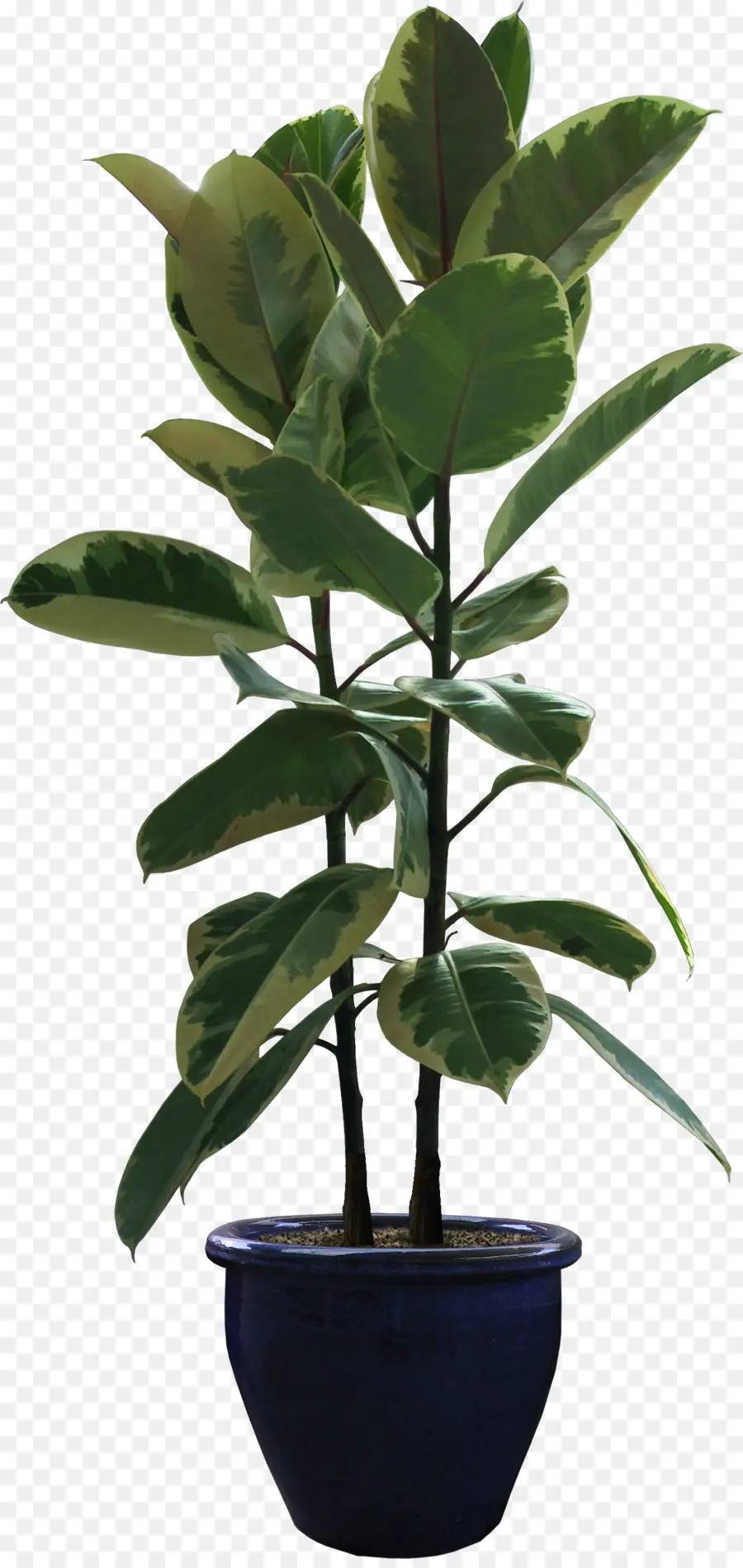 Borracha Fig，Planta De Casa PNG