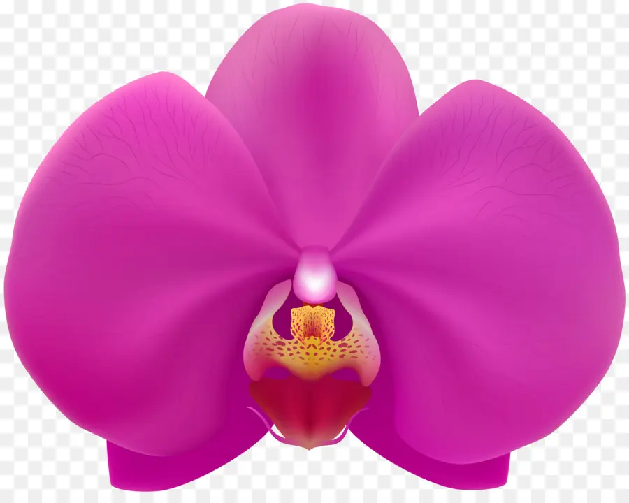 Orquídea，Rosa PNG