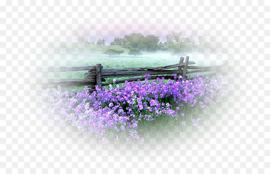 Campo De Flores，Roxo PNG