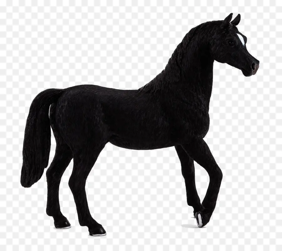 Cavalo árabe，Garanhão PNG