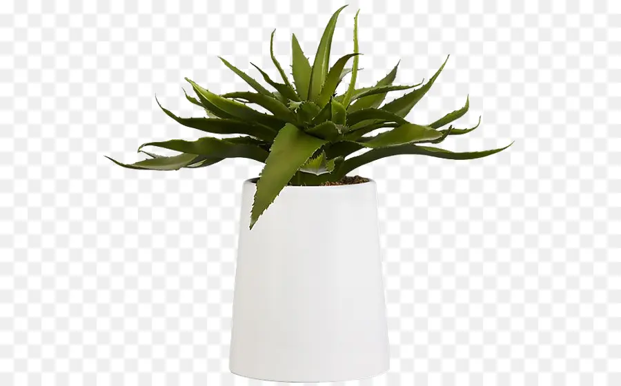 Aloe Vera，Suculenta Planta PNG