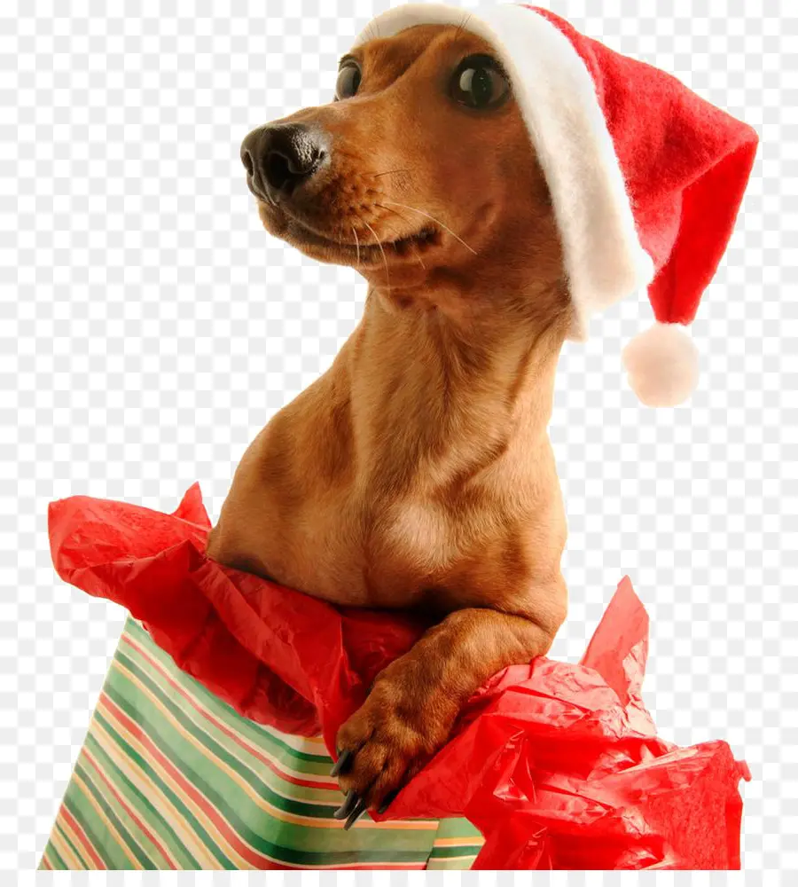 Dachshund，Papai Noel PNG