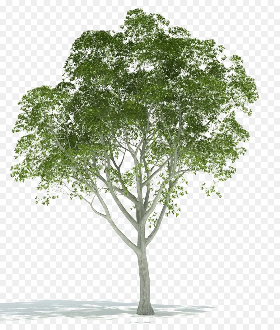 Renderização，árvore PNG