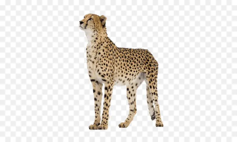 Cheetah，Leopard PNG