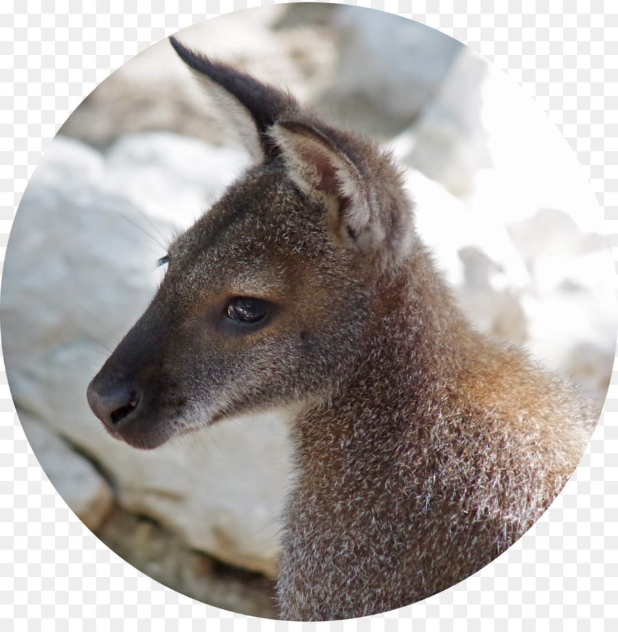 Wallaby Reserva，Deer PNG