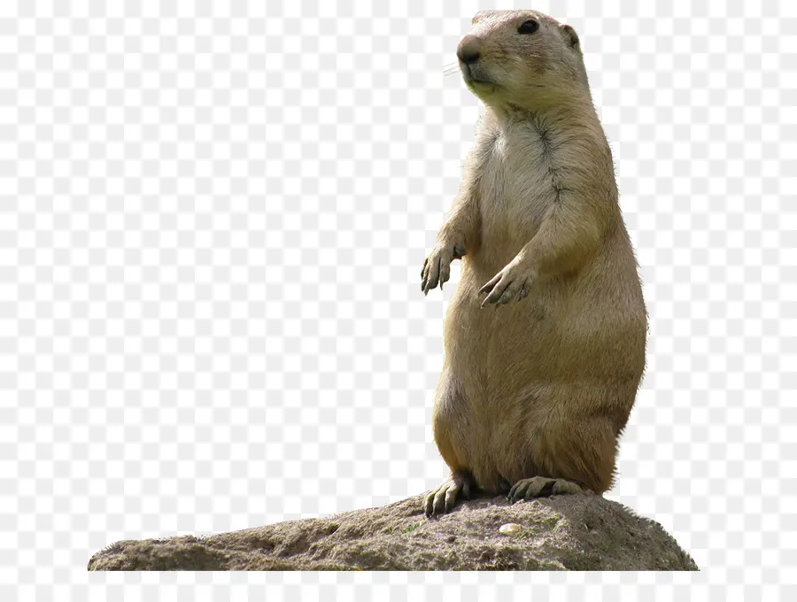 Marmot，Cachorro PNG