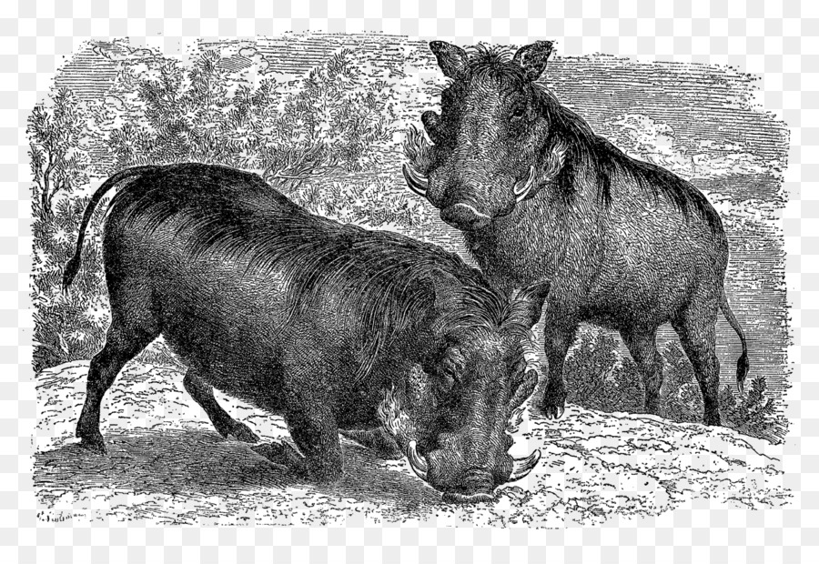 Comum Warthog，Porco PNG