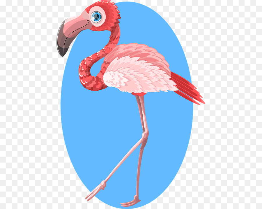Flamingo，Papel PNG