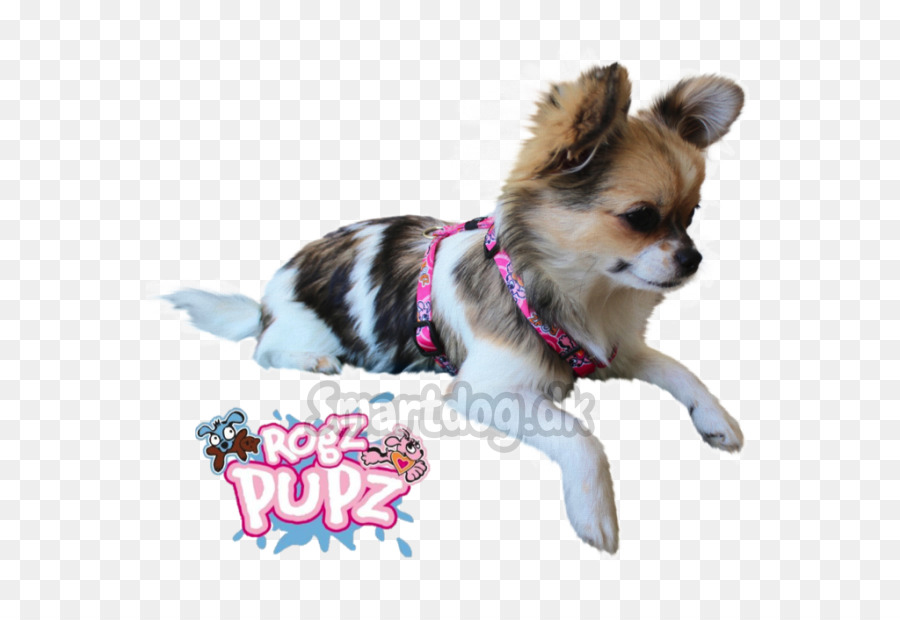 Chihuahua，Filhote De Cachorro PNG