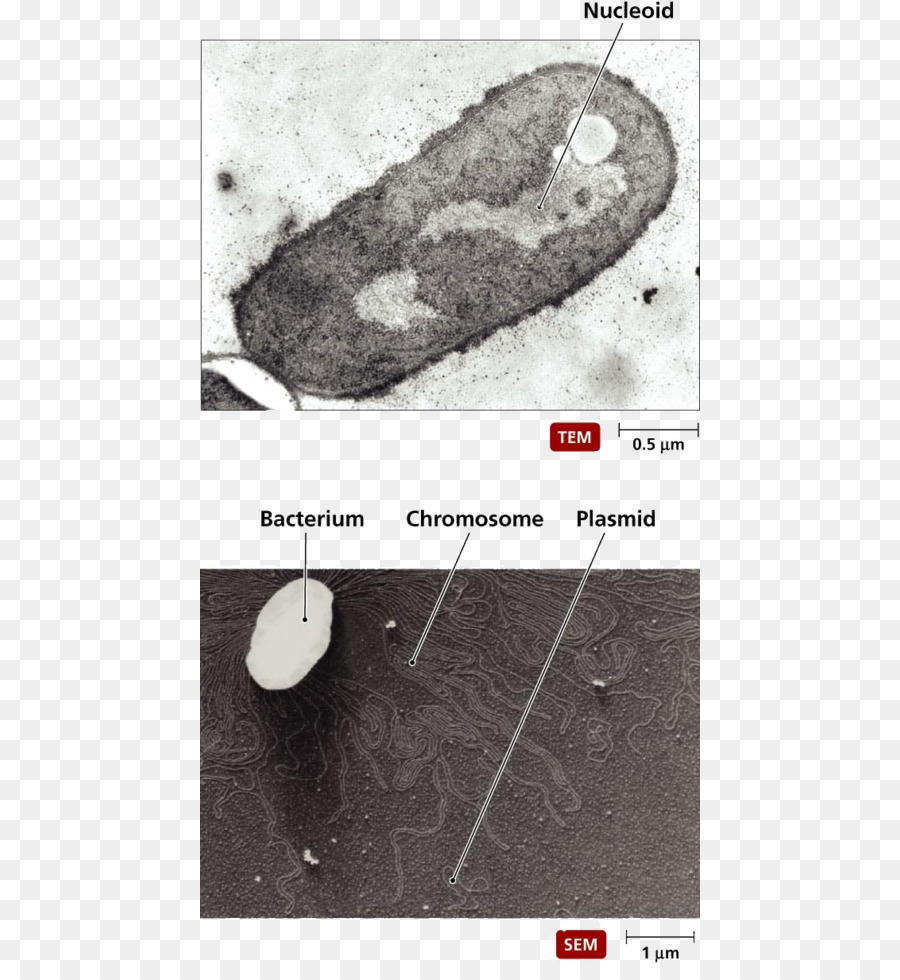 Bactérias，Procarioto PNG